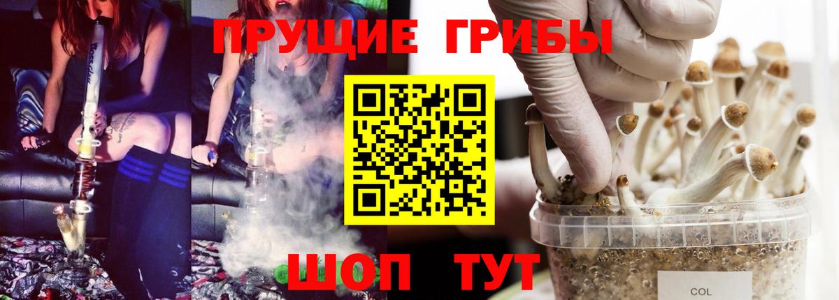 Псилоцибиновые грибы Psilocybe  Вход с VPN  Каменск-Уральский 